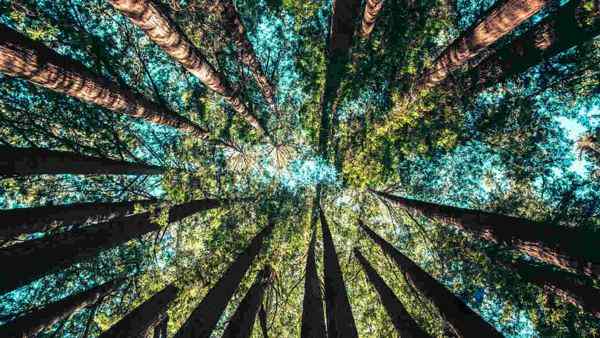 學校體育運動木地板施工流程