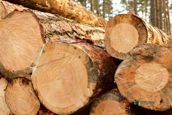 好看的體育籃球木地板哪家性價比高